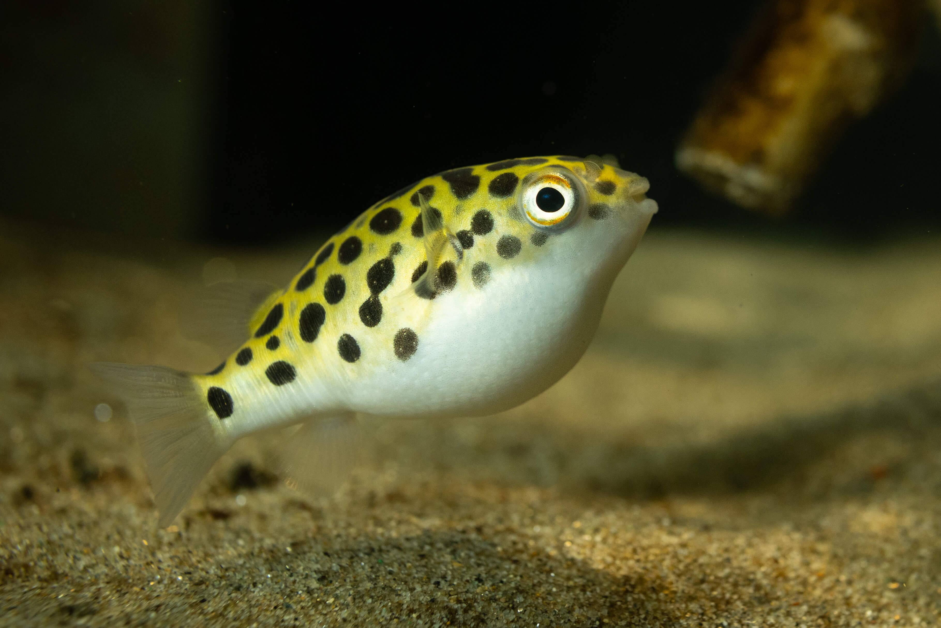 Kugelfisch Kinder Meer erklärt