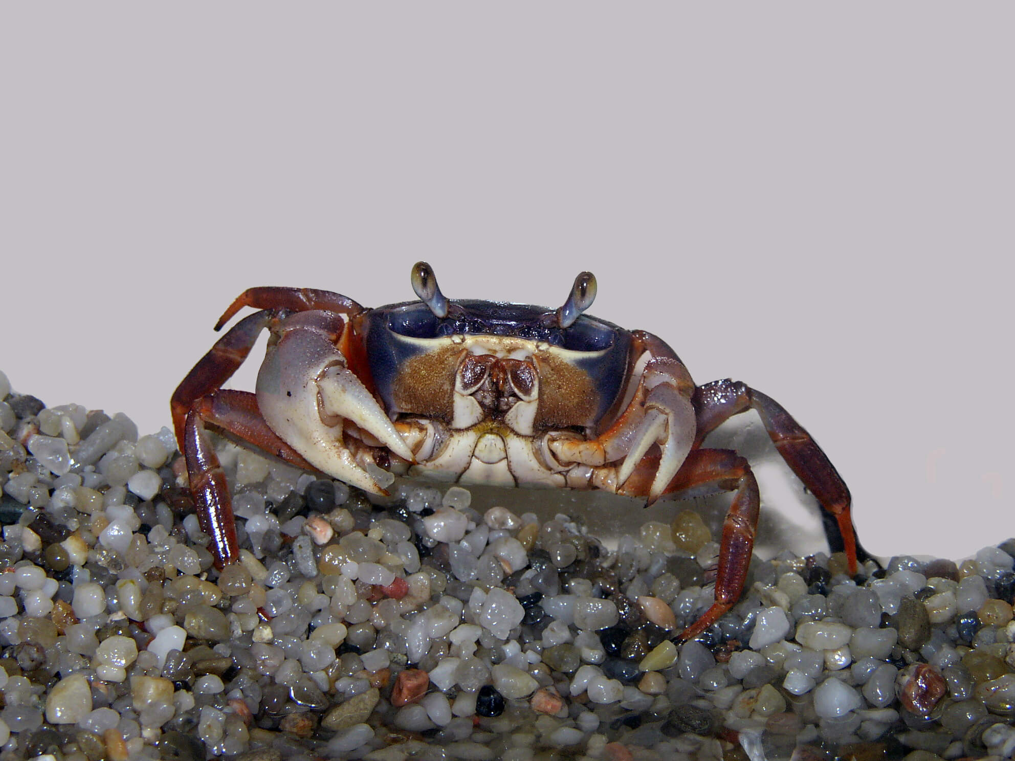 Krabbe im Meer Kinder